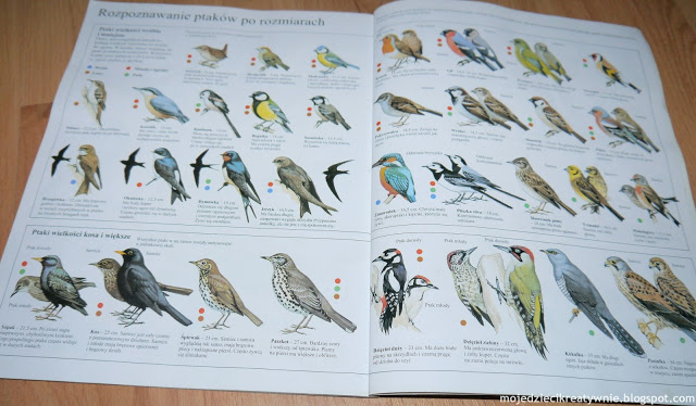 edukacja domowa ptaki