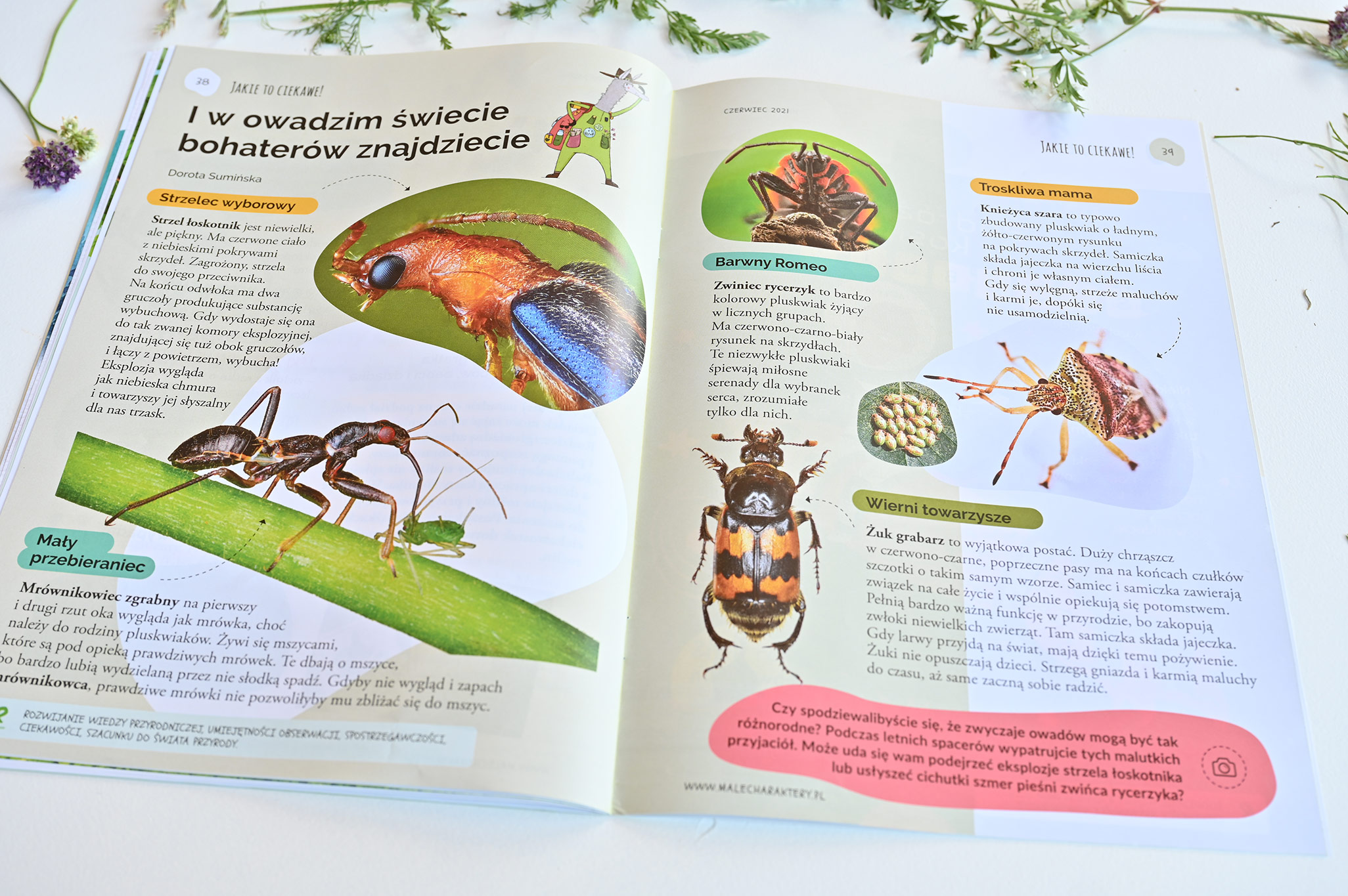 owady, zwierzeta, przyroda, czasopismo dla dzieci, małe charaktery